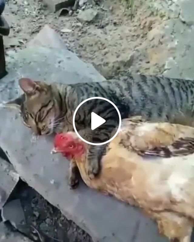 Best friends, Cat, Chicken, Animals Pets