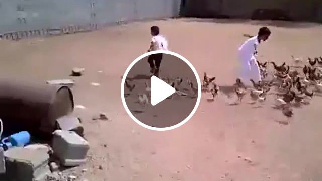 Boy Chased by Chickens, Games, Game, N64, Nintendo, Boss Battle, Boss, Ocarina Of Time, Legend Of Zelda, Zelda, Chicken, Chickens, Little Chickens, Animals Pets