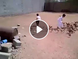 Boy chased by chickens