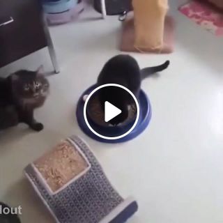 Cat boop