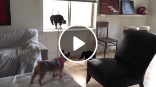 Cat is freaked out by playful york