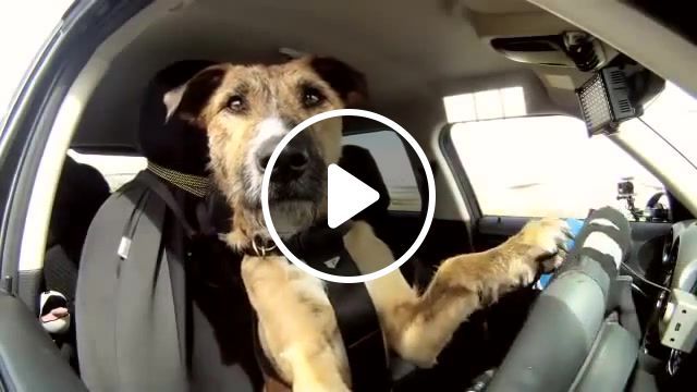 DRIVE, Drive, Dog, Animals Pets