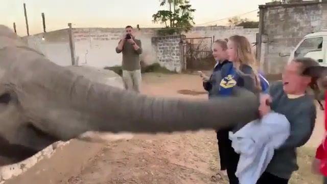 Elephant - Video & GIFs | animals pets