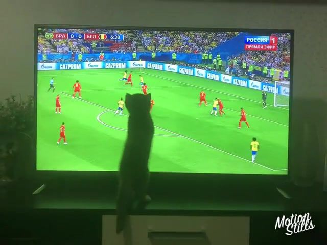 Football, animals pets.