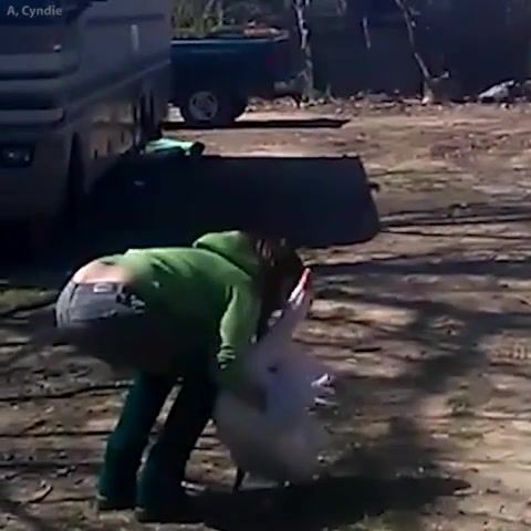 Goose love his human mother, Animals Pets