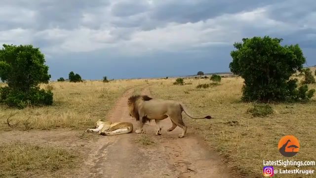 How Not to Wake Up a Lioness - Video & GIFs | kruger,national,park,animals,animal,wildlife,kruger national park,eating,battle,south africa,kruger park,africa,hunt,attack,kill,safari,game reserve,nature,chase,territory,watch latest sightings animatedcams,lions,lioness woken up,lion wakes up lion,how not to wake up your girl,lion chases lioness,lion stalks lioness,lioness fast asleep,rude awakening,male lion rude awakening,intesne lion sighitng,animals pets
