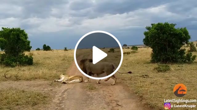 How not to wake up a lioness, kruger, national, park, animals, animal, wildlife, kruger national park, eating, battle, south africa, kruger park, africa, hunt, attack, kill, safari, game reserve, nature, chase, territory, watch latest sightings animatedcams, lions, lioness woken up, lion wakes up lion, how not to wake up your girl, lion chases lioness, lion stalks lioness, lioness fast asleep, rude awakening, male lion rude awakening, intesne lion sighitng, animals pets. #0