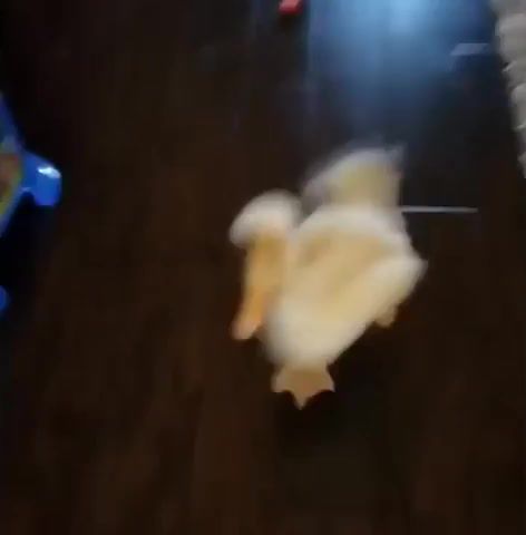 Im a duck and run like a duck