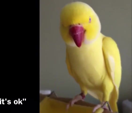 It's ok - Video & GIFs | birds,parrots,talking,funny,cute,pets,animals,peekabooparrots,bowietheringneck,bowie,chips,organic,chatty bird,bowie is sorry,indian ringneck,ok,okay,birb,birb memes,cockatoo,animals pets