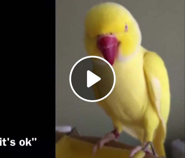 It's ok, Birds, Parrots, Talking, Funny, Cute, Pets, Animals, Peekabooparrots, Bowietheringneck, Bowie, Chips, Organic, Chatty Bird, Bowie Is Sorry, Indian Ringneck, Ok, Okay, Birb, Birb Memes, Cockatoo, Animals Pets