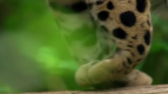 Leopard, Earth, Cat, Leopard, Ingenious, Cute, Pets, Animal, Bbc One, Animals Pets