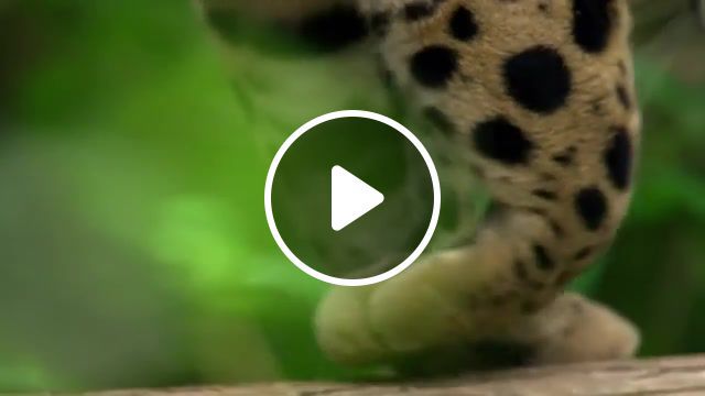 Leopard, earth, cat, leopard, ingenious, cute, pets, animal, bbc one, animals pets. #0
