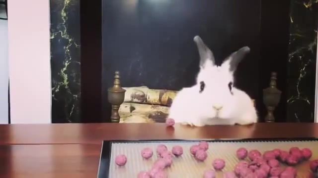 Poor rabbit, Rabbit, Bunny, Animals Pets