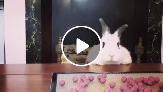 Poor rabbit