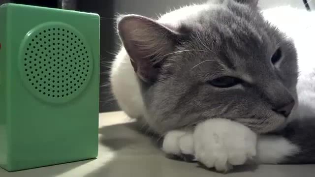 Prayer in C Lyrics with Cat - Video & GIFs | prayer in c,cat,relax,animals pets