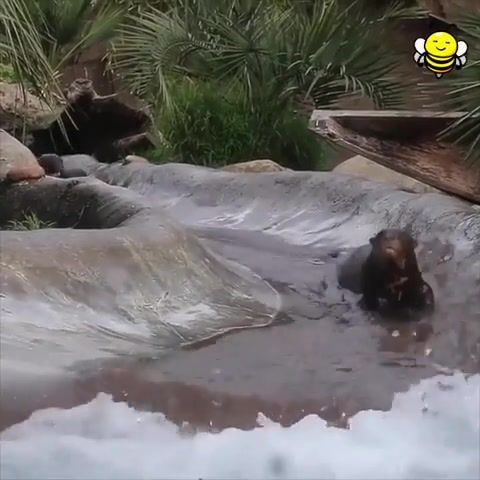 Sliding into the weekend, Otterslide, Animals Pets