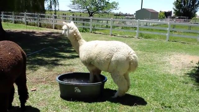 Swimming alpaca, summer, cool down, animal, farm, alpaca, animals pets.