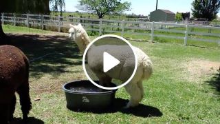 Swimming alpaca