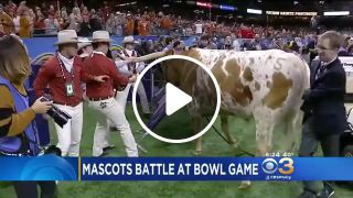Texas mascot longhorn vs. georgia mascot bulldog