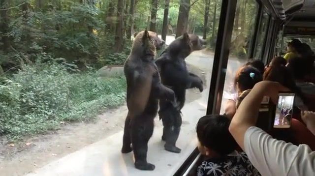 The Funk Soul Brothers - Video & GIFs | bears,bear,forrest,phone,mobile,cam,tourism,asia,bus,car,eleprimer,gif,park,trip,stand,eat,wtf,animal,zoo,funk,fat boy slim,animals pets