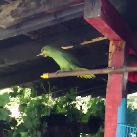 The Parrot Cuban Pete - Video & GIFs | the mask,ost,golomp,parrot,animals pets
