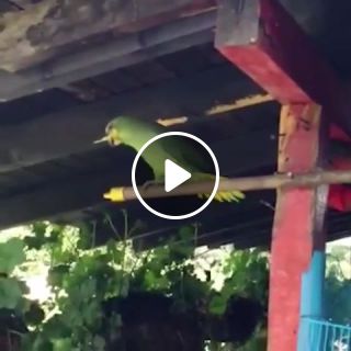 The Parrot Cuban Pete