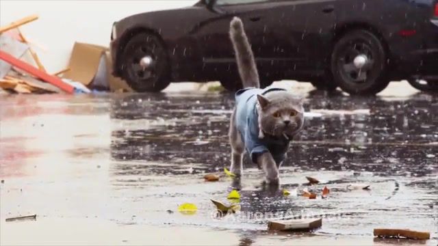The Saddest Day - Video & GIFs | aaronsanimals,prince michael,cat,sad,rain,dido,animals pets