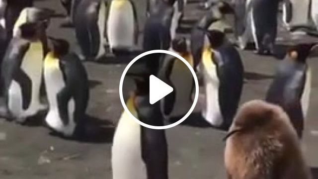 The walk of the Penguins, Animals Pets