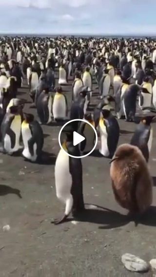 The walk of the Penguins