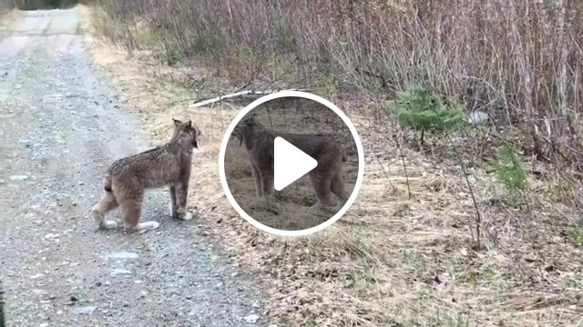Two Lynx, Storyful, News, Viral, Lynx, Ontario, Dinorwic, Animal, Nature, Wilderness, Yarshut, Yarshutv, Boom, Explosion, Forest