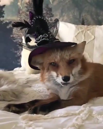 Witch FOX, Fox, Animals Pets