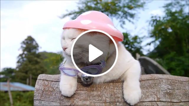 Ain't no cure for love, cat, pets, shironeko blog, shironeko, funny, cute, mushroom hat, mushroom, hat, ray manzarek riders on the storm isolated mix, animals pets. #0