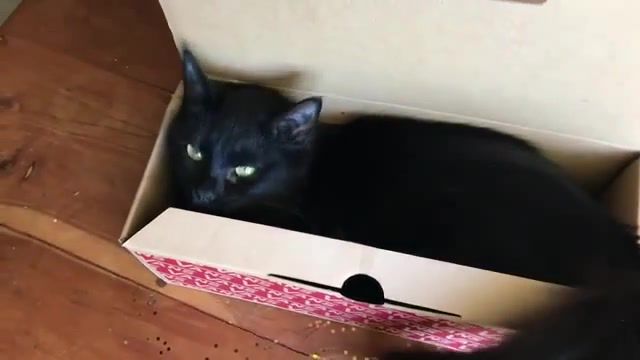 Cat in the box, animals pets.