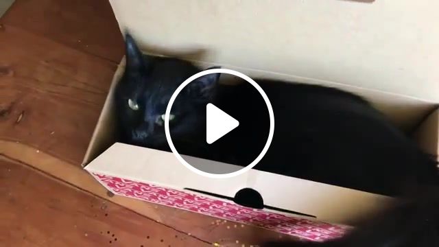 Cat in the box, animals pets. #1