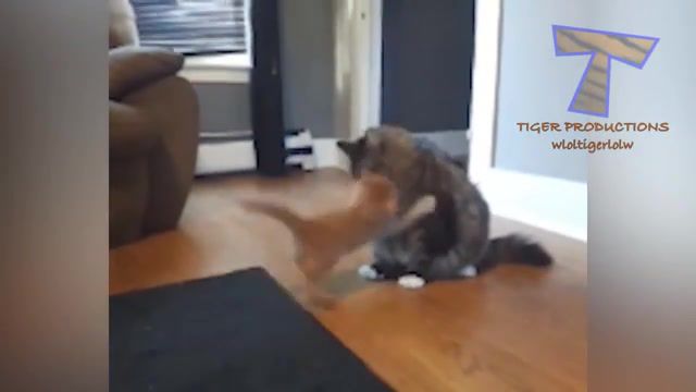 Cats are so funny you will die laughing Funny cat compilation, Attack, Fight, Laughing, Laugh, Box, Stuck, Sleepy, Jump, Play, Snore, Sleep, Fails, Fail, Sound, Scream, Scared, Mirror, Mouse, Cat Vs Dog, Baby, Puppy, Dog, Hilarious, Ridiculous, Cute, Funny, Compilation, Animals, Animal, Pets, Pet, Kitty, Cats, Kitten, Cat, Animals Pets