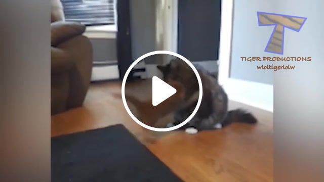 Cats are so funny you will die laughing funny cat compilation, attack, fight, laughing, laugh, box, stuck, sleepy, jump, play, snore, sleep, fails, fail, sound, scream, scared, mirror, mouse, cat vs dog, baby, puppy, dog, hilarious, ridiculous, cute, funny, compilation, animals, animal, pets, pet, kitty, cats, kitten, cat, animals pets. #0