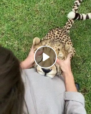 Cheetah is a big cat