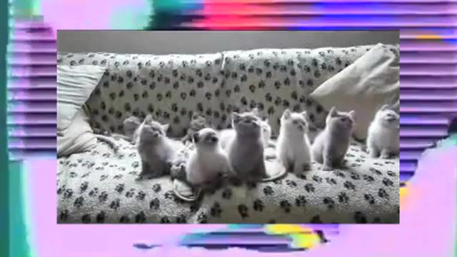 Come to Kitty, Cometokitty, Cometodaddy, Kittens, Aphex Twin, Cats, Animals Pets