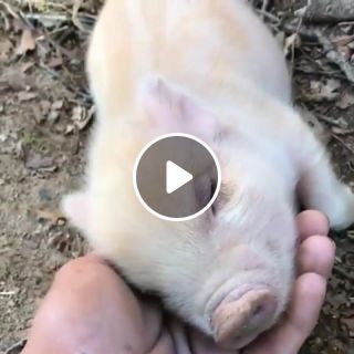 Cute piggy