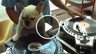 DJ DOGZZZ
