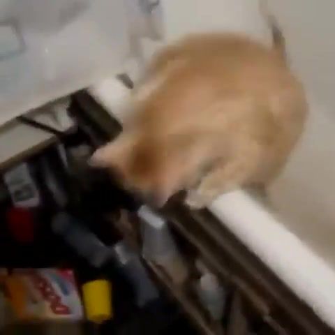 Fat Cat Workout 1x1, Motivation, Rocky Balboa, Cat Jump Fail, Fat Cat, Comedy