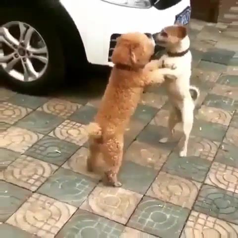 Fight, dancing dogs, hot, funny, epic scene, tango, cute dogs, pet, pets, dance, fight, street fighter, best, of the day, animals pets.