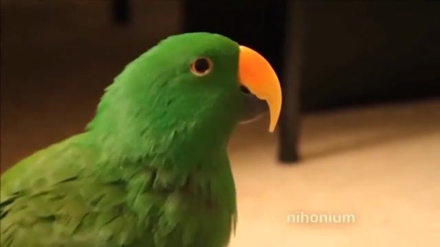 Good Bird, Animals Pets