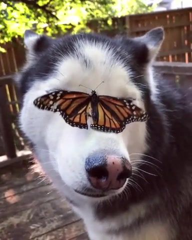 Husky I love her Yo - Video & GIFs | butterfly,dog,life,usa,love,nature,wow,omg,wtf,lol,earth,freedom,animals pets