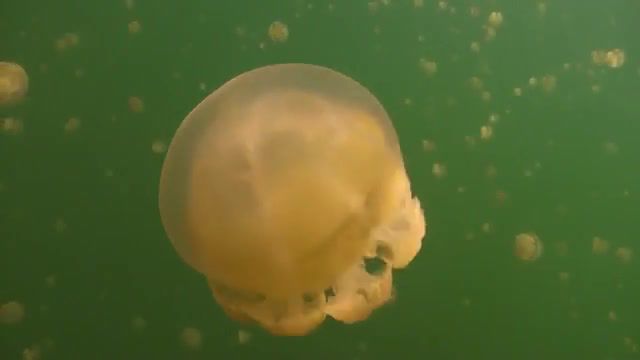 Jellyfish, Neture, Relaxation, Music, High Definition, National Aquarium, Baltimore, Relax, Fish, Jelly, Ocean, Deep, Ambient, Water, Aquarium, Iso50, Tycho, Rebel, Canon, Hd Music, Bluefin, Sony Sr11, Underwater, Nature, Wildlife, Diving, Scuba Diving, Hd, Sams Tours, Koror, Jellyfish Lake, Palau, Vital Fluid, Digideep, T2i, Canon 550d, 550d, Piano, Hull, The Depp, Jellyfish, Animals Pets