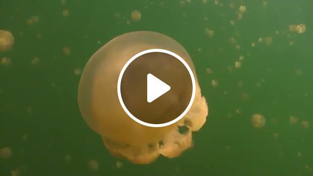 Jellyfish, neture, relaxation, music, high definition, national aquarium, baltimore, relax, fish, jelly, ocean, deep, ambient, water, aquarium, iso50, tycho, rebel, canon, hd music, bluefin, sony sr11, underwater, nature, wildlife, diving, scuba diving, hd, sams tours, koror, jellyfish lake, palau, vital fluid, digideep, t2i, canon 550d, 550d, piano, hull, the depp, jellyfish, animals pets. #0