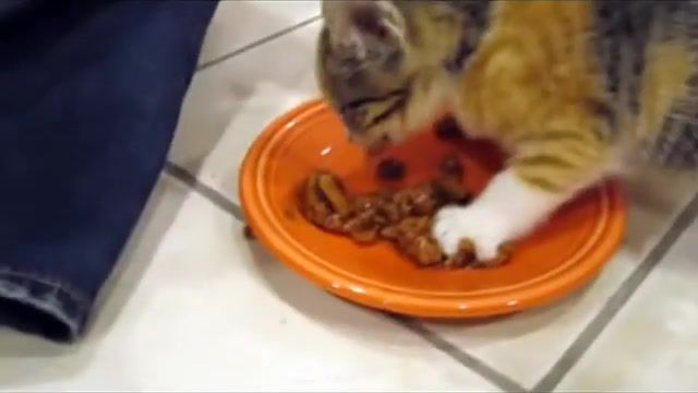 Kitten very protective of her food, kitten, kittens, cat, cats, food, eating, funny, funny shit, animals pets.