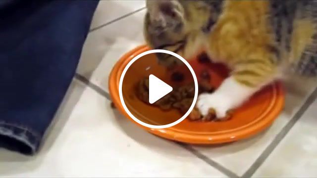 Kitten very protective of her food, kitten, kittens, cat, cats, food, eating, funny, funny shit, animals pets. #0