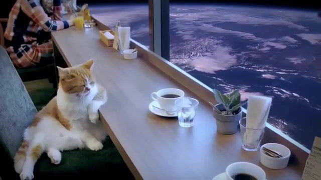 Melancholy, Dreaming, Melancholy, Cat In Space, Cat, Animals Pets