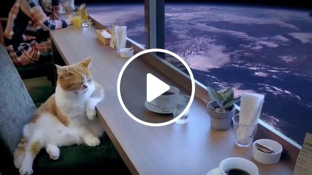 Melancholy, dreaming, melancholy, cat in space, cat, animals pets. #1